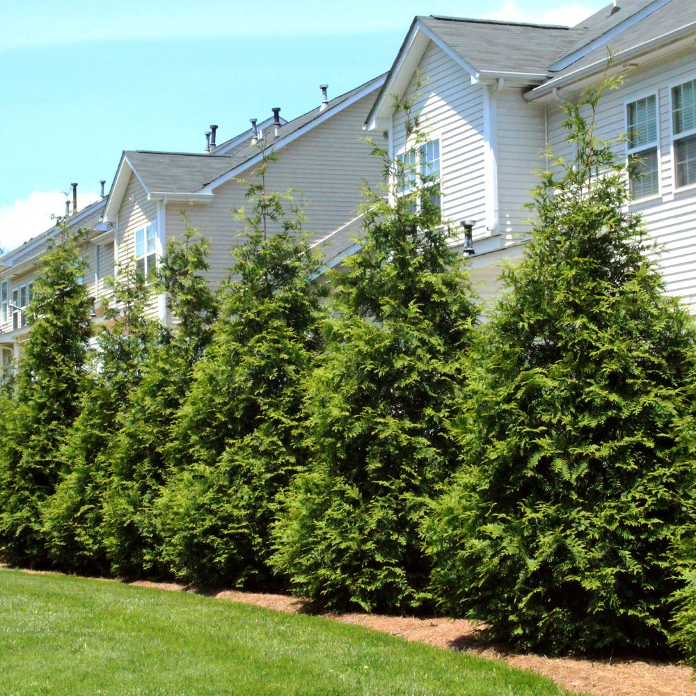 Brighter Blooms Thuja Green Giant Tree 4 Brighter Blooms Thuja Green Giant Tree