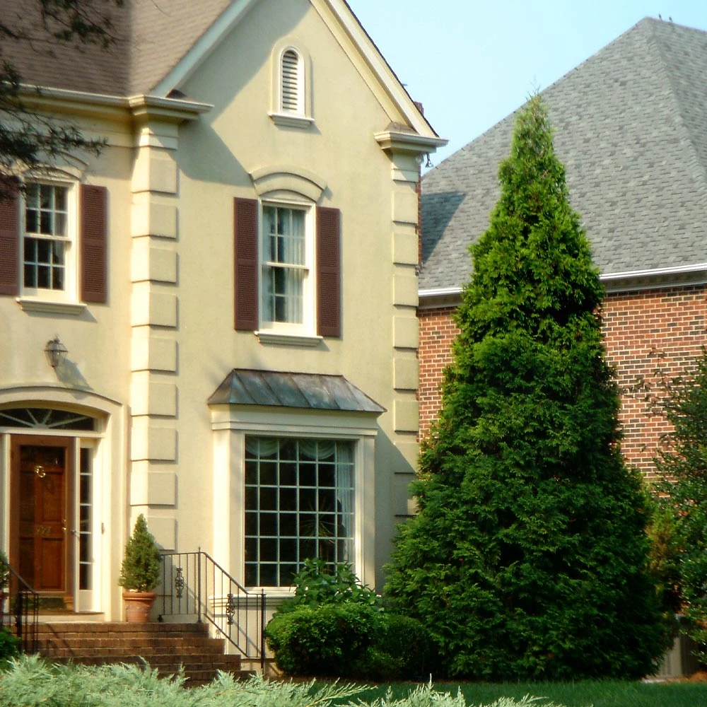 Brighter Blooms Warm-Climate Privacy Kit Evergreen & Privacy 5 Brighter Blooms Warm-Climate Privacy Kit Evergreen & Privacy