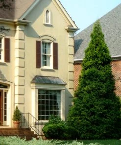 Brighter Blooms Thuja Green Giant Tree 10 Brighter Blooms Thuja Green Giant Tree