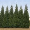 Brighter Blooms Junior Giant Thuja Tree