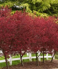 Brighter Blooms Thundercloud Plum Tree 9 Brighter Blooms Thundercloud Plum Tree