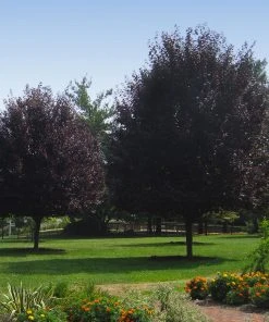 Brighter Blooms Thundercloud Plum Tree 8 Brighter Blooms Thundercloud Plum Tree