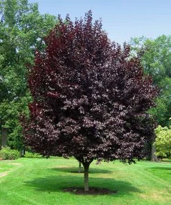 Brighter Blooms Thundercloud Plum Tree