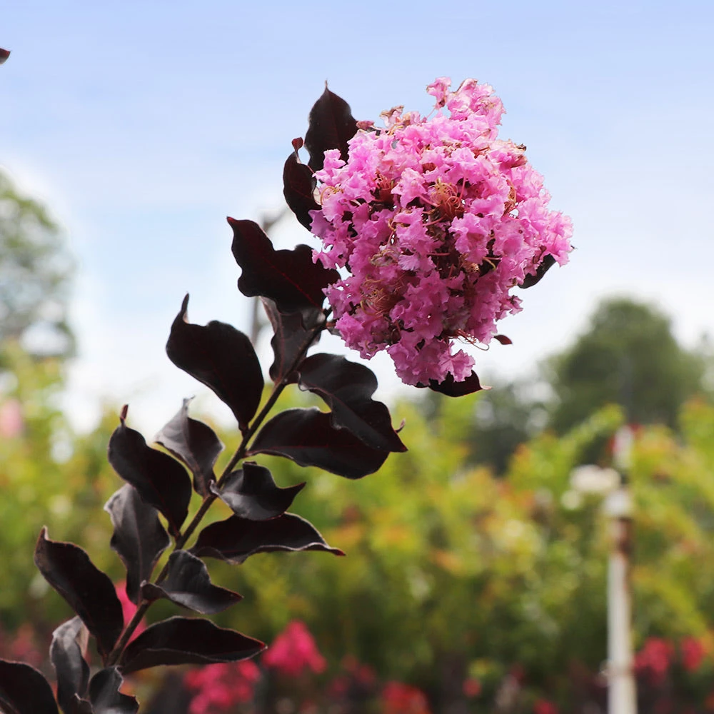 Brighter Blooms Flowering Trees Thunderstruck™ Lavender Blast™ Crape Myrtle 2 Brighter Blooms Flowering Trees Thunderstruck™ Lavender Blast™ Crape Myrtle
