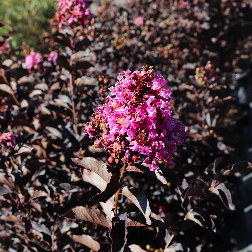 Brighter Blooms Flowering Trees Thunderstruck™ Lavender Blast™ Crape Myrtle 3 Brighter Blooms Flowering Trees Thunderstruck™ Lavender Blast™ Crape Myrtle