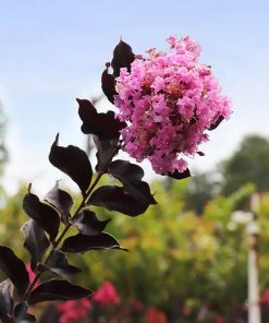 Brighter Blooms Flowering Trees Thunderstruck⢠Lavender Blast⢠Crape Myrtle