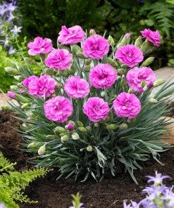 Brighter Blooms Scent First® Tickled Pink Dianthus Perennials 6 Brighter Blooms Scent First® Tickled Pink Dianthus Perennials