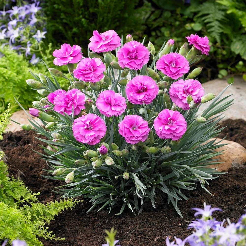 Brighter Blooms Scent First® Tickled Pink Dianthus Perennials 3 Brighter Blooms Scent First® Tickled Pink Dianthus Perennials