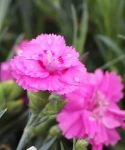 Brighter Blooms Scent First® Tickled Pink Dianthus Perennials 7 Brighter Blooms Scent First® Tickled Pink Dianthus Perennials