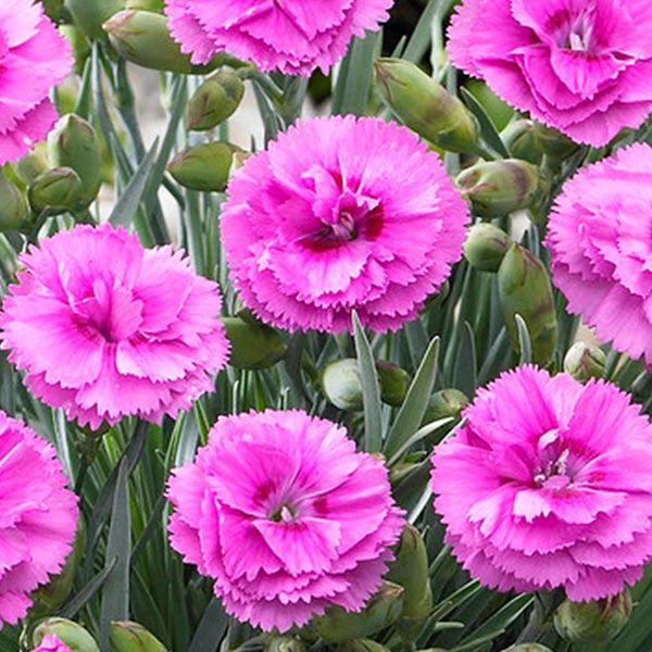 Brighter Blooms Scent First® Tickled Pink Dianthus Perennials 1 Brighter Blooms Scent First® Tickled Pink Dianthus Perennials