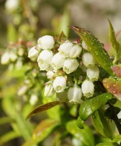 Brighter Blooms Fruit Trees Tifblue Blueberry Bush
