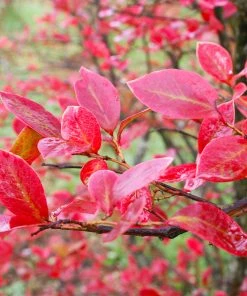 Brighter Blooms Fruit Trees Tifblue Blueberry Bush