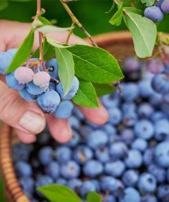 Brighter Blooms Fruit Trees Tifblue Blueberry Bush