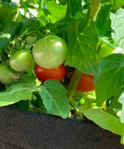 Brighter Blooms House & Patio Patio Tomato Garden 8 Brighter Blooms House & Patio Patio Tomato Garden