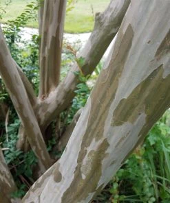 Brighter Blooms Flowering Trees Tonto Red Crape Myrtle Tree 10 Brighter Blooms Flowering Trees Tonto Red Crape Myrtle Tree