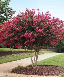 Brighter Blooms Flowering Trees Tonto Red Crape Myrtle Tree 8 Brighter Blooms Flowering Trees Tonto Red Crape Myrtle Tree