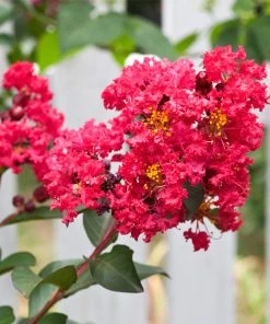 Brighter Blooms Flowering Trees Tonto Red Crape Myrtle Tree 9 Brighter Blooms Flowering Trees Tonto Red Crape Myrtle Tree