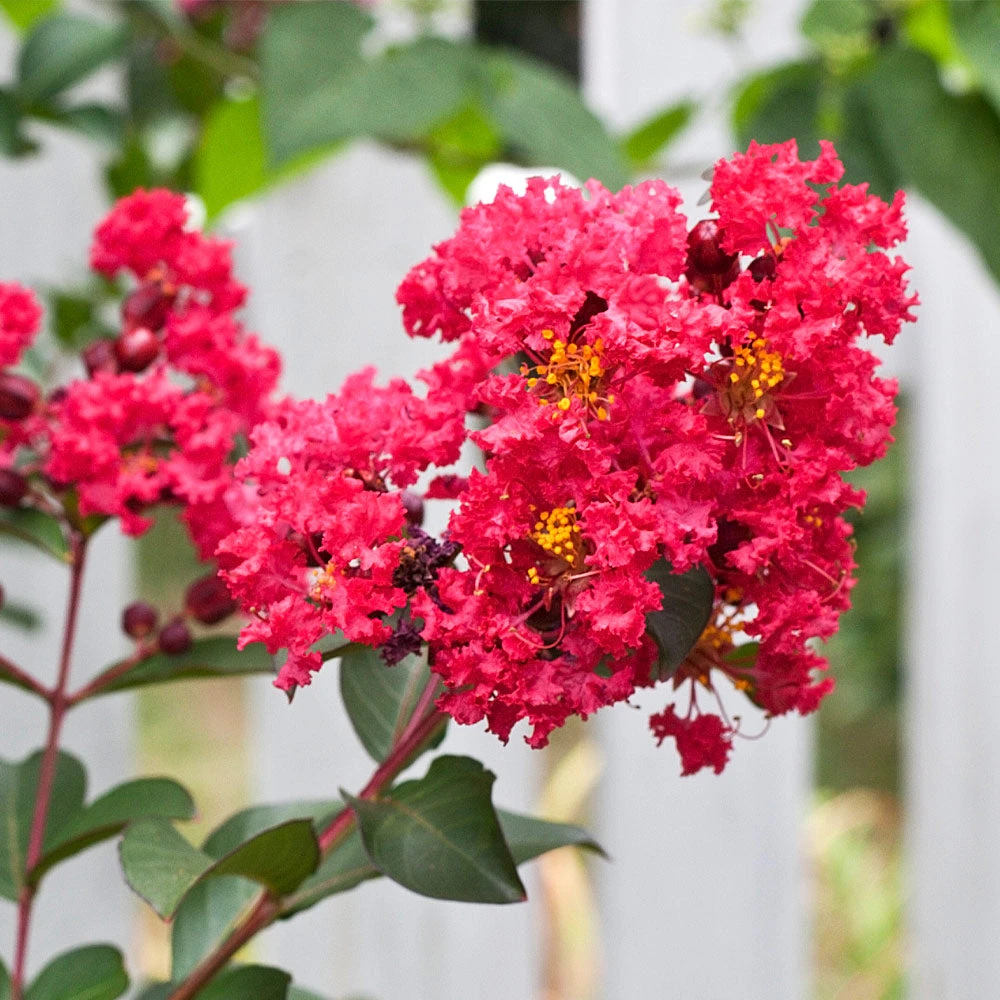 Brighter Blooms Flowering Trees Tonto Red Crape Myrtle Tree 4 Brighter Blooms Flowering Trees Tonto Red Crape Myrtle Tree