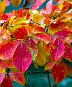 Brighter Blooms Flowering Trees Tonto Red Crape Myrtle Tree 11 Brighter Blooms Flowering Trees Tonto Red Crape Myrtle Tree