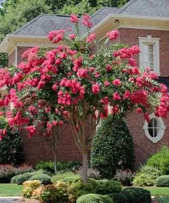 Brighter Blooms Flowering Trees Tonto Red Crape Myrtle Tree