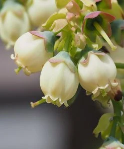 Brighter Blooms Blueberry Bushes Top Hat Blueberry Bush 10 Brighter Blooms Blueberry Bushes Top Hat Blueberry Bush