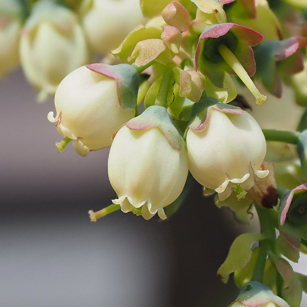 Brighter Blooms Blueberry Bushes Top Hat Blueberry Bush 5 Brighter Blooms Blueberry Bushes Top Hat Blueberry Bush