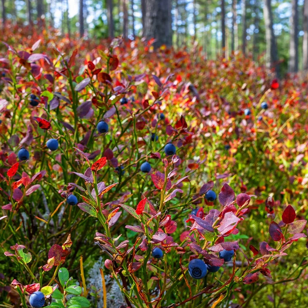 Brighter Blooms Blueberry Bushes Top Hat Blueberry Bush 4 Brighter Blooms Blueberry Bushes Top Hat Blueberry Bush