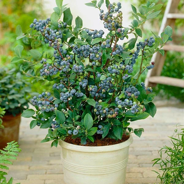 Brighter Blooms Blueberry Bushes Top Hat Blueberry Bush 1 Brighter Blooms Blueberry Bushes Top Hat Blueberry Bush