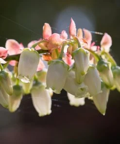 Brighter Blooms Toro Blueberry Bush Blueberry Bushes 9 Brighter Blooms Toro Blueberry Bush Blueberry Bushes