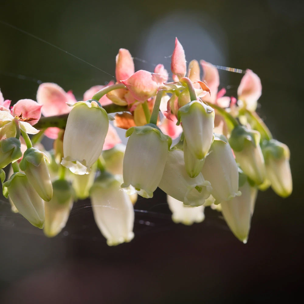 Brighter Blooms Toro Blueberry Bush Blueberry Bushes 4 Brighter Blooms Toro Blueberry Bush Blueberry Bushes