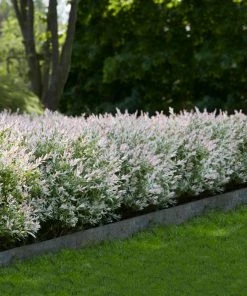 Brighter Blooms Tri-Color Willow Shrub Shrubs & Hedges 7 Brighter Blooms Tri-Color Willow Shrub Shrubs & Hedges