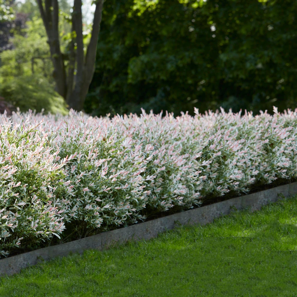 Brighter Blooms Tri-Color Willow Shrub Shrubs & Hedges 3 Brighter Blooms Tri-Color Willow Shrub Shrubs & Hedges