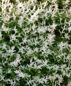 Brighter Blooms Flowering Trees Tri Color Willow Tree 10 Brighter Blooms Flowering Trees Tri Color Willow Tree