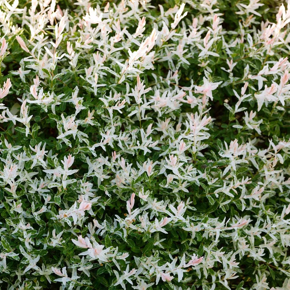 Brighter Blooms Flowering Trees Tri Color Willow Tree 5 Brighter Blooms Flowering Trees Tri Color Willow Tree