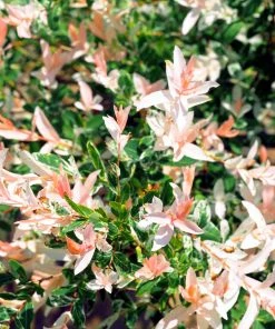 Brighter Blooms Flowering Trees Tri Color Willow Tree 8 Brighter Blooms Flowering Trees Tri Color Willow Tree