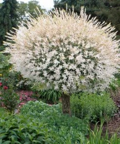 Brighter Blooms Flowering Trees Tri Color Willow Tree 11 Brighter Blooms Flowering Trees Tri Color Willow Tree