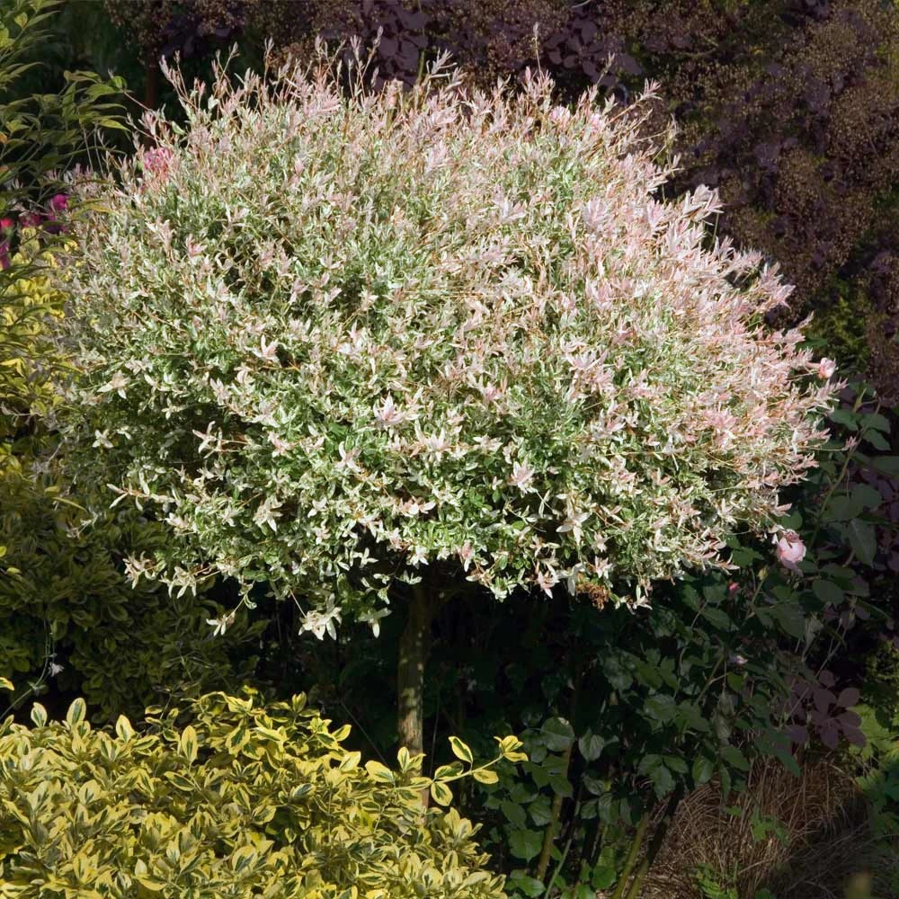 Brighter Blooms Flowering Trees Tri Color Willow Tree 2 Brighter Blooms Flowering Trees Tri Color Willow Tree