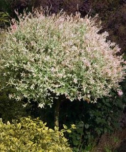 Brighter Blooms Flowering Trees Tri Color Willow Tree