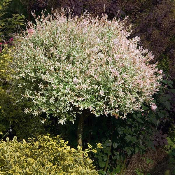 Brighter Blooms Flowering Trees Tri Color Willow Tree 1 Brighter Blooms Flowering Trees Tri Color Willow Tree