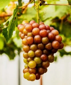 Brighter Blooms Fruit Trees Triumph Grape Vine