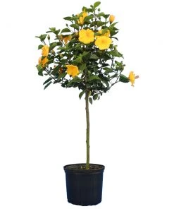 Brighter Blooms Yellow Tropical Hibiscus Tree Flowering Trees 7 Brighter Blooms Yellow Tropical Hibiscus Tree Flowering Trees