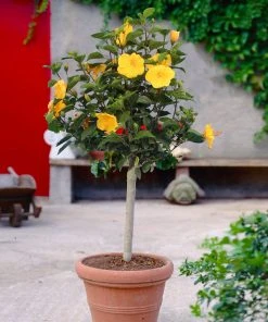 BrighterBlooms Sales 33 Brighter Blooms Yellow Tropical Hibiscus Tree Flowering Trees