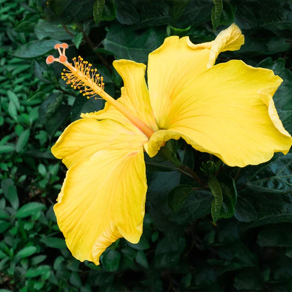 Brighter Blooms Yellow Tropical Hibiscus Tree Flowering Trees