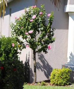Brighter Blooms Pink Tropical Hibiscus Tree 8 Brighter Blooms Pink Tropical Hibiscus Tree