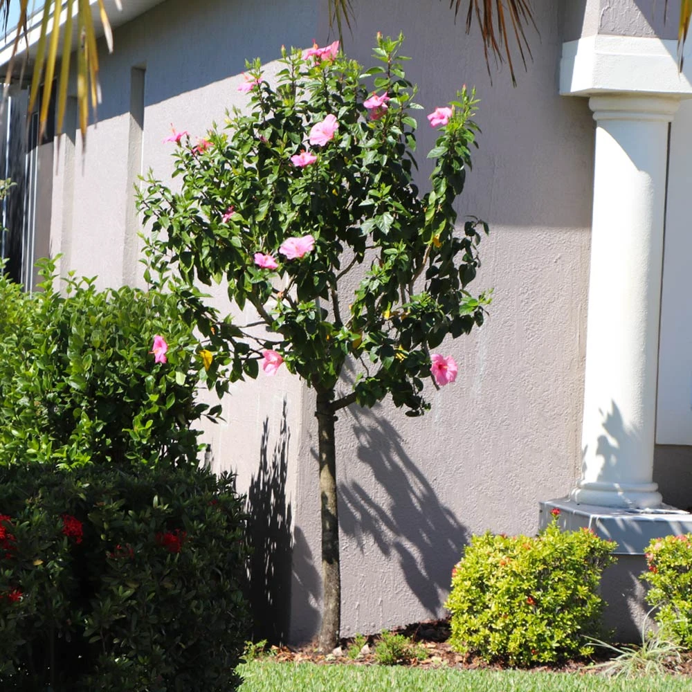 Brighter Blooms Pink Tropical Hibiscus Tree 4 Brighter Blooms Pink Tropical Hibiscus Tree