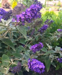 Brighter Blooms True Blue Butterfly Bush (Tree Form) 7 Brighter Blooms True Blue Butterfly Bush (Tree Form)
