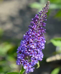 Brighter Blooms True Blue Butterfly Bush (Tree Form)