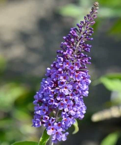 Brighter Blooms True Blue Butterfly Bush (Tree Form)
