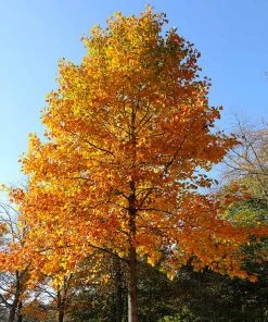 Brighter Blooms Flowering Trees Tulip Poplar Tree