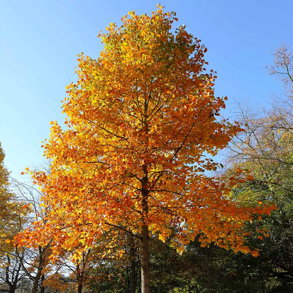 Brighter Blooms Flowering Trees Tulip Poplar Tree 2 Brighter Blooms Flowering Trees Tulip Poplar Tree
